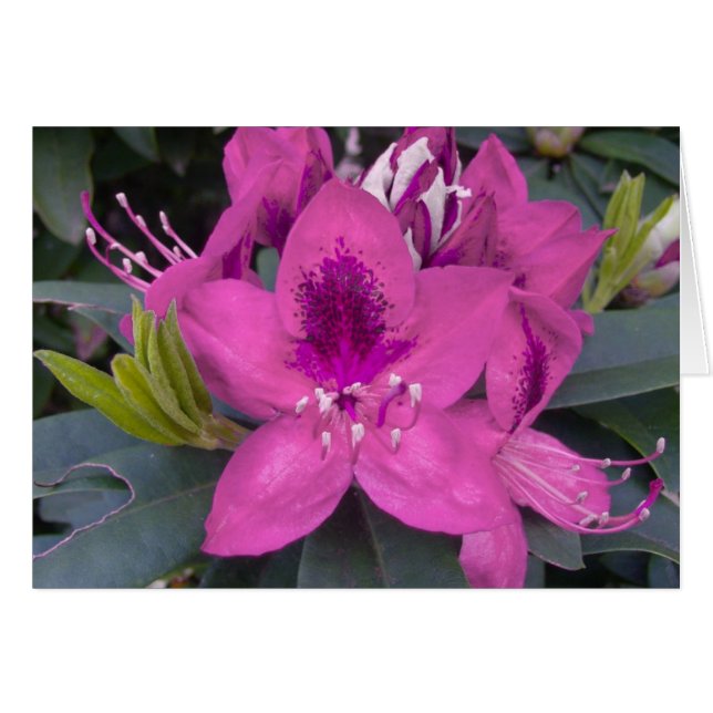 Rhododendron-Karte (Vorderseite (Horizontal))