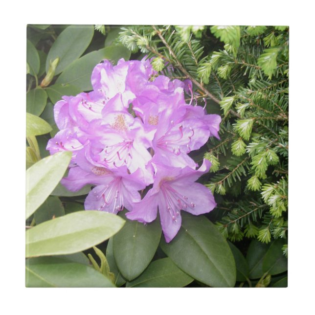 Rhododendron - lila Blumen im Frühling Fliese (Vorderseite)