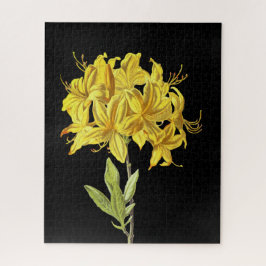 Rhododendron luteum (Pontic Azalea)