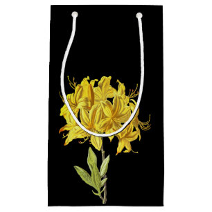 Rhododendron luteum (Pontic Azalea) Kleine Geschenktüte
