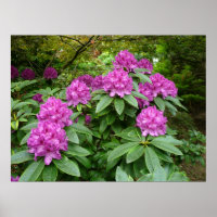 Rhododendron Ponticum