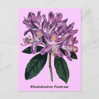 Rhododendron Ponticum Postkarte