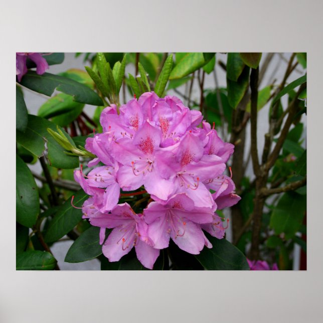 Rhododendron Poster (Vorne)