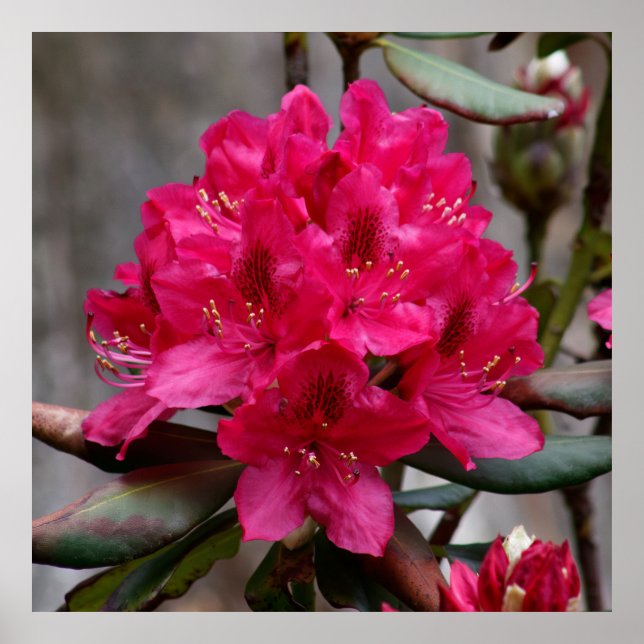 Rhododendron Poster (Vorne)