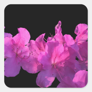 Rhododendron Quadratischer Aufkleber