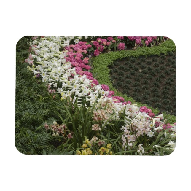 Rhododendron (Rhododendron catawbiense) Heath Magnet (Horizontal)