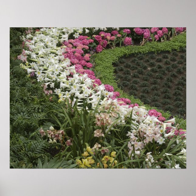 Rhododendron (Rhododendron catawbiense) Heath Poster (Vorne)