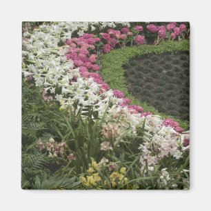 Rhododendron (Rhododendron catawbiense) Heide Magnet