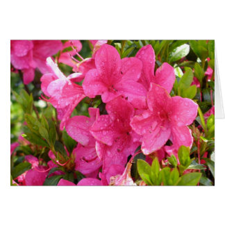 Rhododendron rose