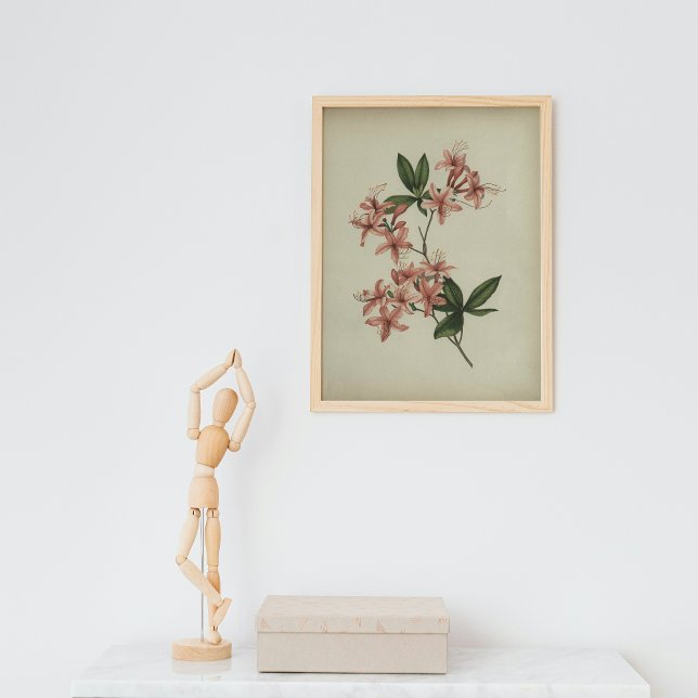 Rhododendron-Studienposter Poster (Von Creator hochgeladen)