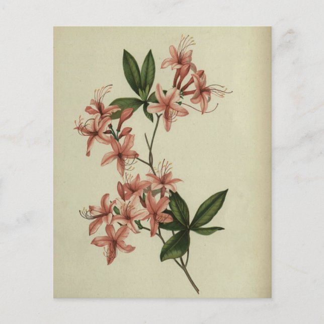Rhododendron Study Scrapbook Paper (Vorderseite)