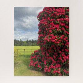 Rhododendron und Landschaftlicher Blick in Schottl