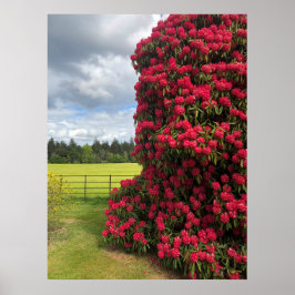 Rhododendron und Landschaftlicher Blick in Schottl Poster