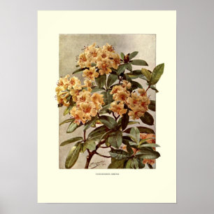 Rhododendron var minerva poster