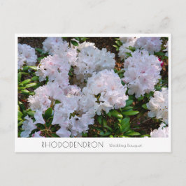 Rhododendron "Wedding Bouquet" Postkarte