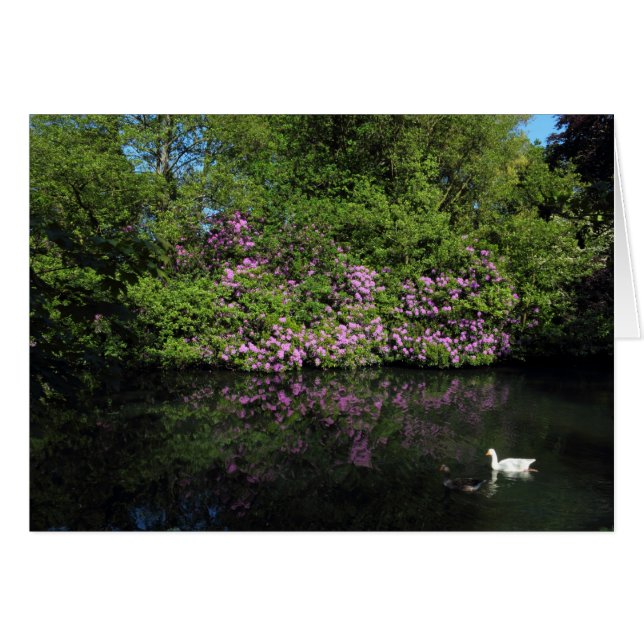 Rhododendrons, Lac Roath Park, Cardiff (Devant horizontal)