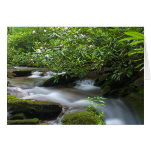 Rhododendrons sur la carte Creek