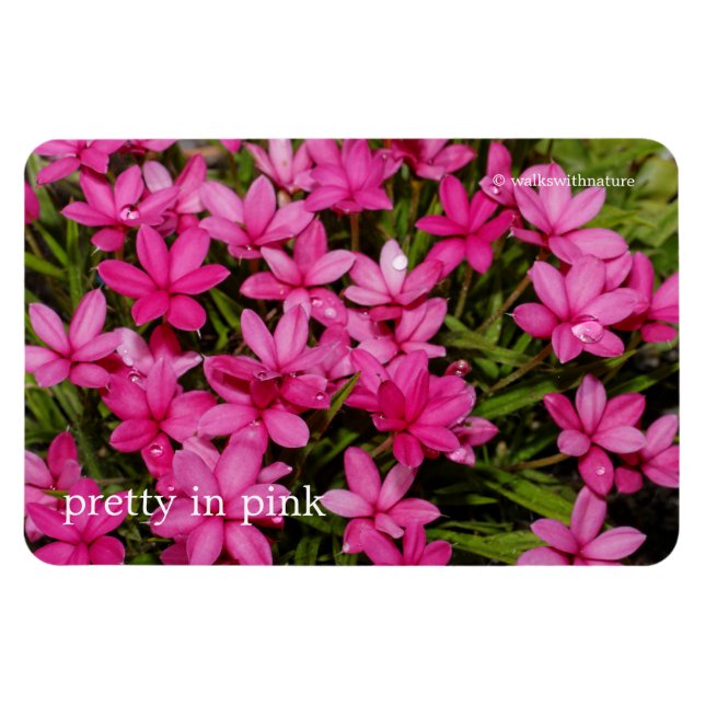 Rhodohypoxis / Roter Stern / Rosy Posy Magnet (Horizontal)