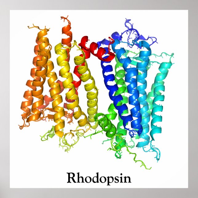 Rhodopsin Poster (Vorne)