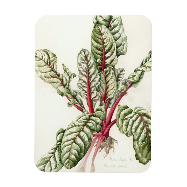 Rhubarb Chard 1992 Magnet (Vertikal)