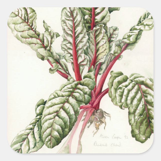 Rhubarb Chard 1992 Quadratischer Aufkleber (Vorderseite)