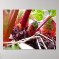 Rhubarb Sprouting im Frühjahrsgarten