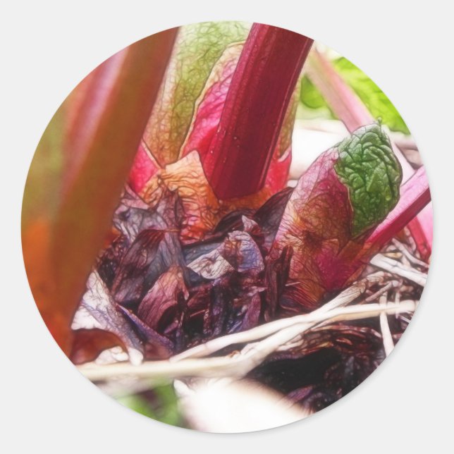 Rhubarb Sprouting im Frühjahrsgarten Runder Aufkleber (Vorderseite)