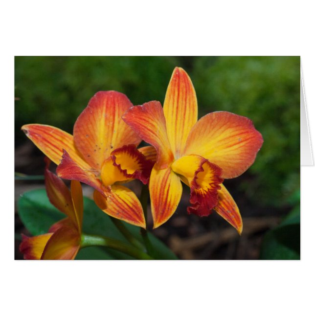 Rhyncattleanthe Love Tapestry (Devant horizontal)