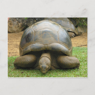 Riant African Tortoise Postkarte