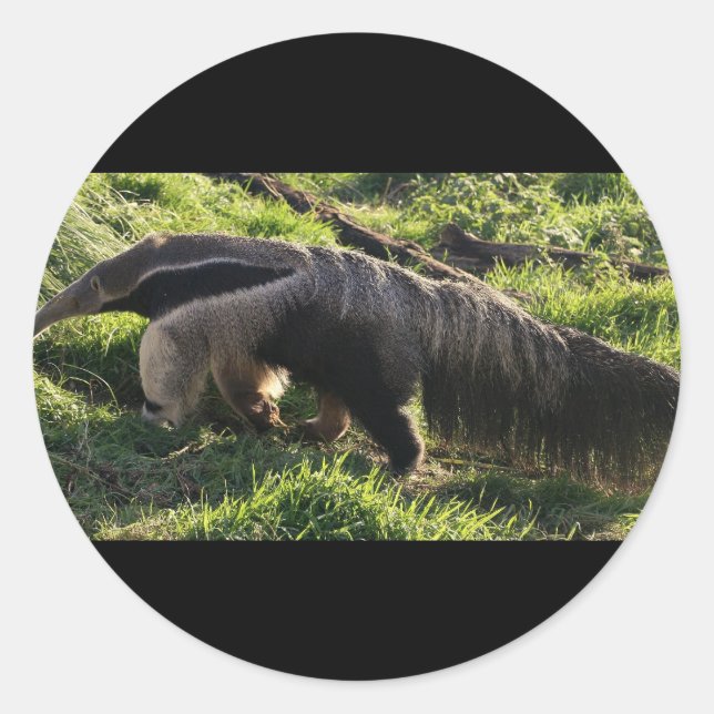 Riant Anteater Stickers (Vorderseite)