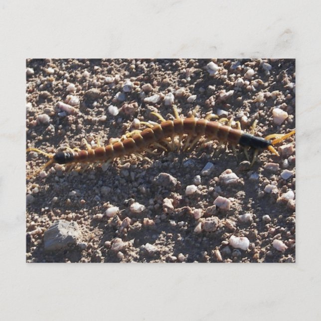 Riant Desert Centipede Postkarte (Vorderseite)