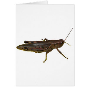 Riant Grasshopper