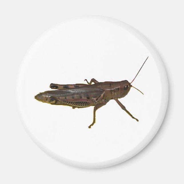 Riant Grasshopper Magnet (Vorne)