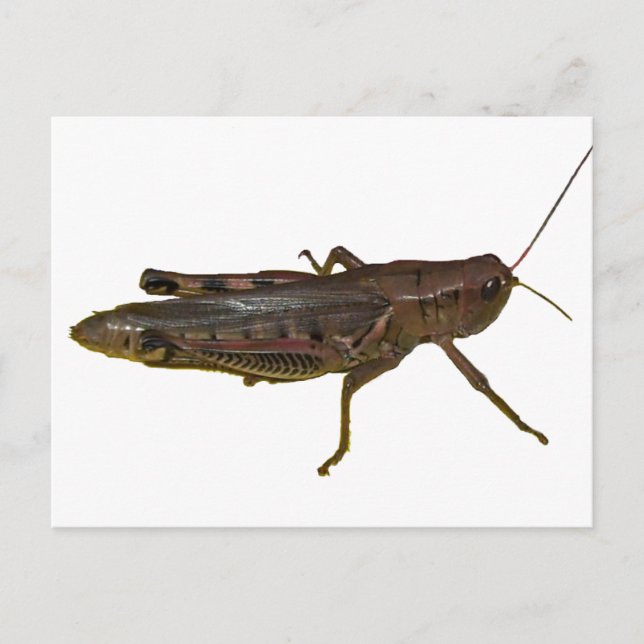 Riant Grasshopper Postkarte (Vorderseite)