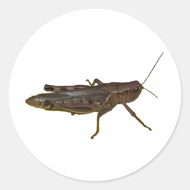 Riant Grasshopper Runder Aufkleber (Vorderseite)