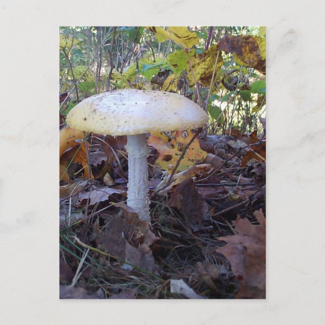 Riant Mushroom Postkarte (Vorderseite)