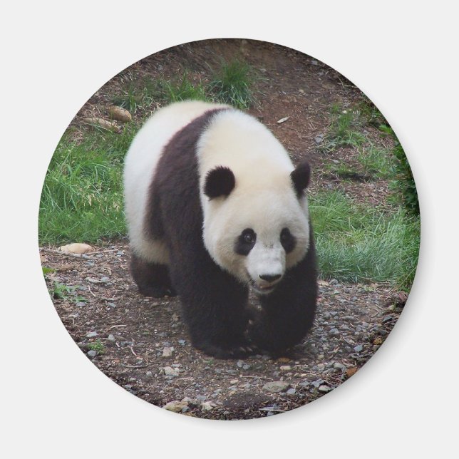 Riant Panda Foto Circle Magnet (Vorne)