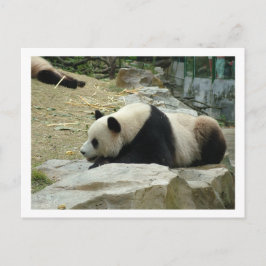 Riant Panda Postkarte
