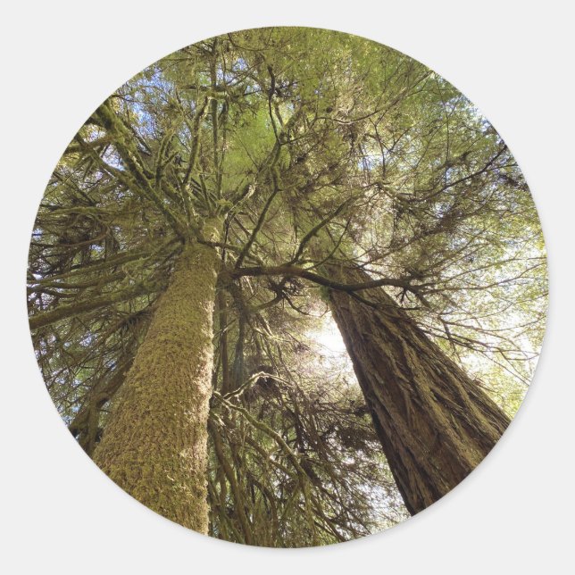 Riant Redwoods Sticker (Vorderseite)