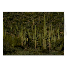 Riant Saguaro Cactus Forest Sonoran Desert Arizona