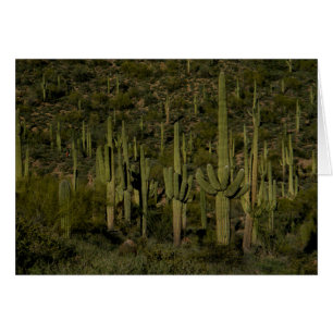 Riant Saguaro Cactus Forest Sonoran Desert Arizona