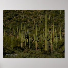 Riant Saguaro Cactus Forest Sonoran Desert Arizona Poster
