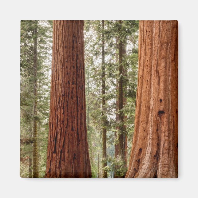 Riant Sequoia Panorama Magnet (Vorne)