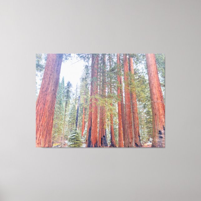 Riant Sequoias Leinwanddruck (Vorderseite)
