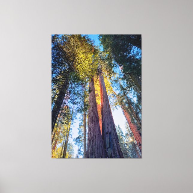 Riant Sequoias Leinwanddruck (Vorderseite)