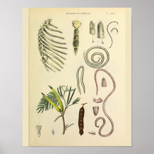 Rib Cage Sternum Anatomie Art Print Poster (Vorne)