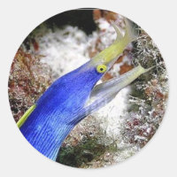 Ribbon Eel