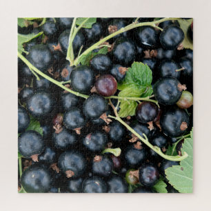 Ribes nigrum schwarze Johannisbeeren Ernte