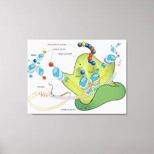 Ribosom mRNA tRNA Moleküle Proteine Diagramm Leinwanddruck