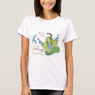 Ribosom mRNA tRNA-Moleküle Proteine Diagramm T-Shirt